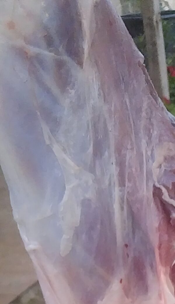 IMG-735794e9b3e0b7882ab33350bed5a646-V